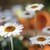 Thumb file 1524051613